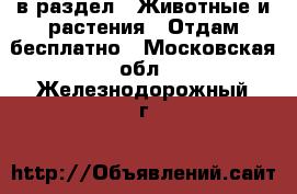  в раздел : Животные и растения » Отдам бесплатно . Московская обл.,Железнодорожный г.